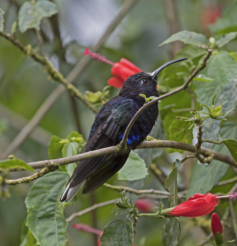 Violet_Sabrewing_18_Costa_Rica_030