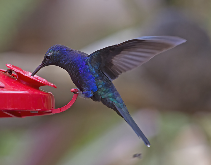 Violet_Sabrewing_18_Costa_Rica_032