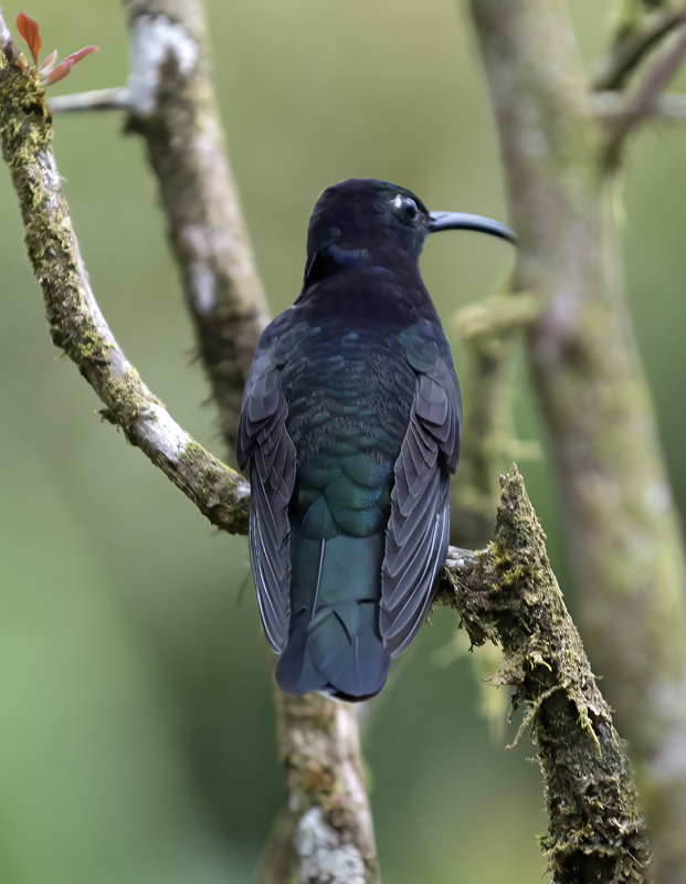 Violet_Sabrewing_18_Costa_Rica_039