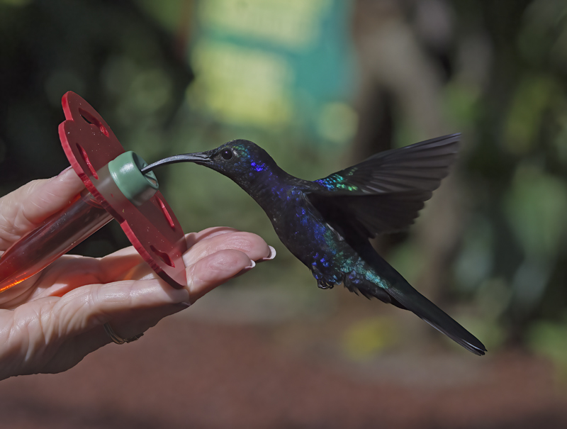 Violet_Sabrewing_18_Costa_Rica_067