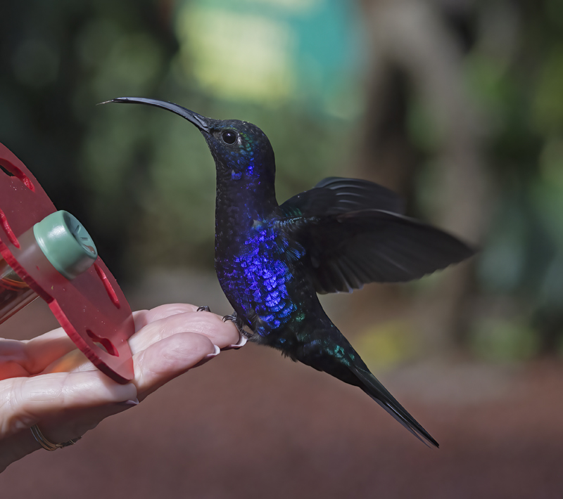 Violet_Sabrewing_18_Costa_Rica_078