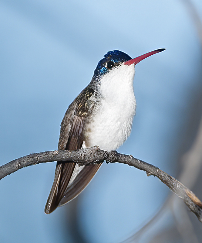 Violet_crowned_Hummingbird_14_AZ_035