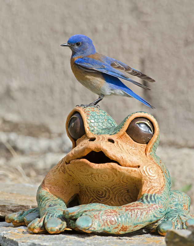 Western_Bluebird_14_CA_063