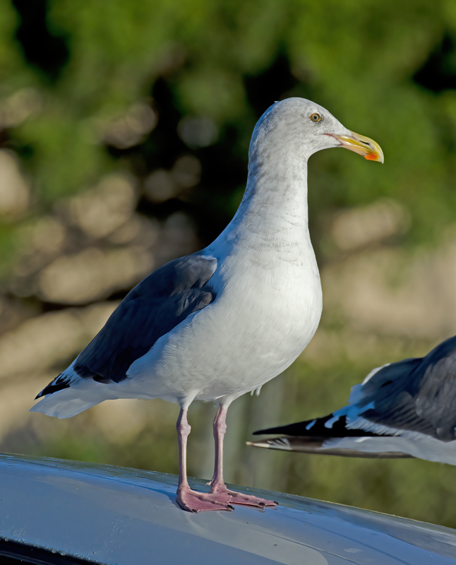 Western_Gull_11_CA_004