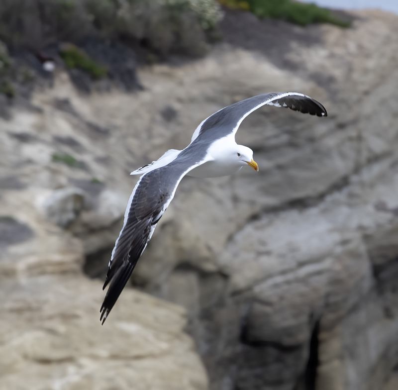 Western_Gull_21_CA_013