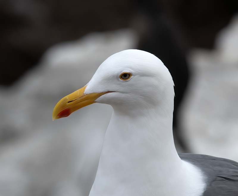 Western_Gull_21_CA_022
