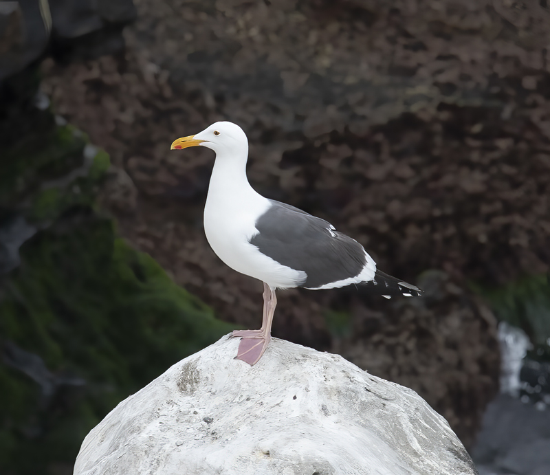 Western_Gull_21_CA_023