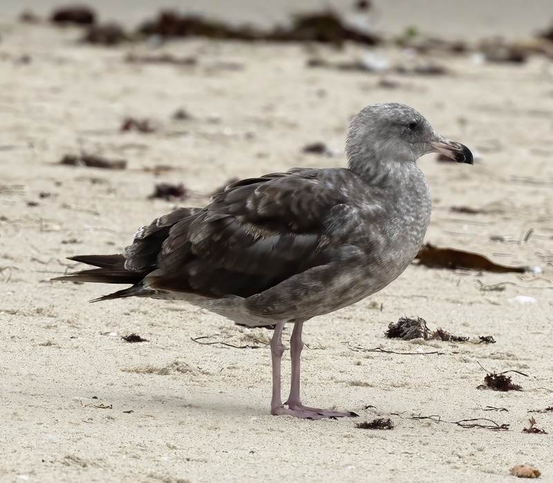 Western_Gull_21_CA_114