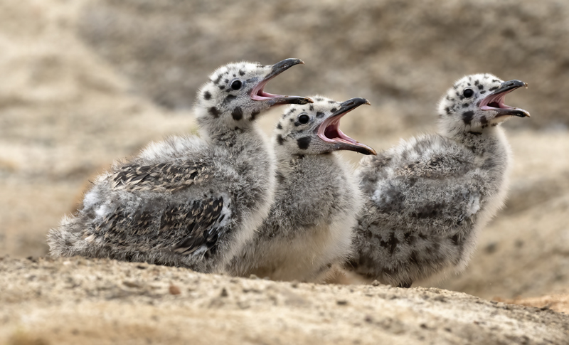 Western_Gull_21_CA_119