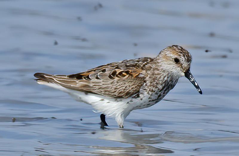 Western_Sandpiper_11_FL_003