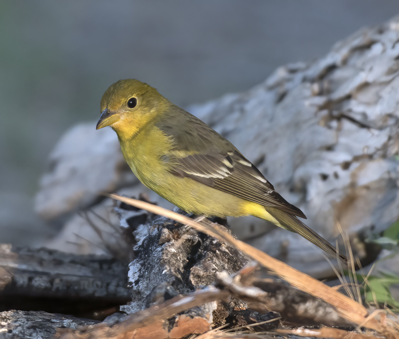 Western_Tanager_16_CA_046