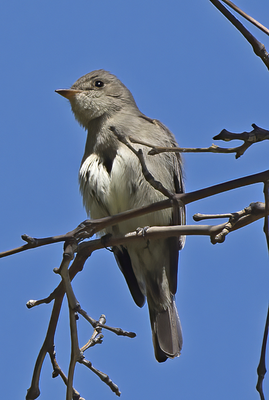Western_Wood_Pewee_15_AZ_003