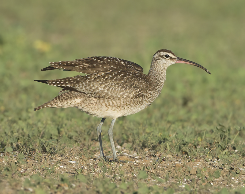 Whimbrel_15_CA_014
