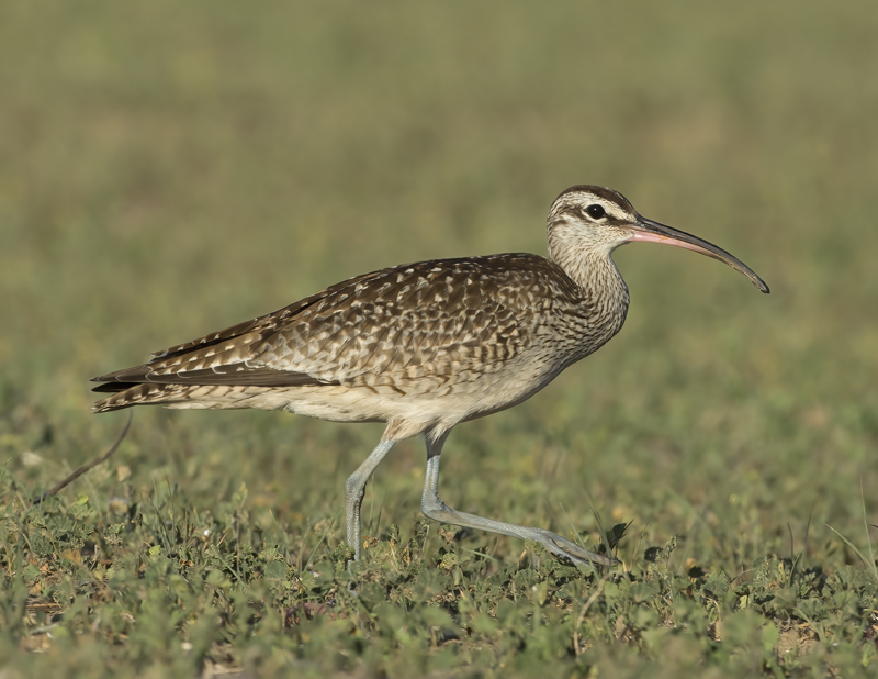 Whimbrel_15_CA_019