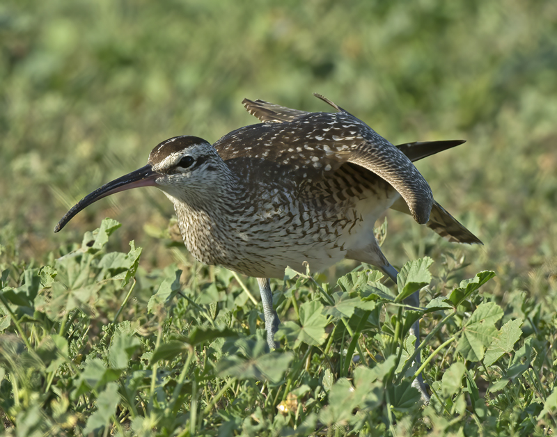 Whimbrel_15_CA_023