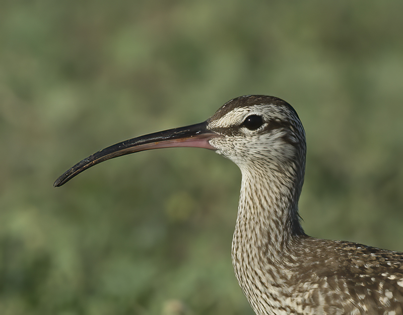 Whimbrel_15_CA_028