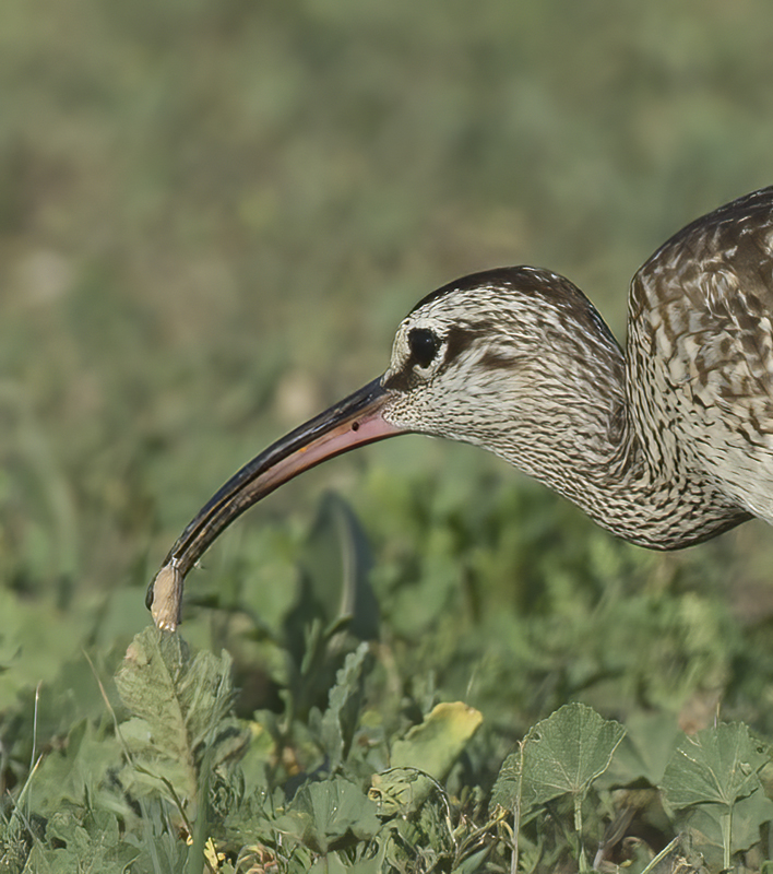 Whimbrel_15_CA_040