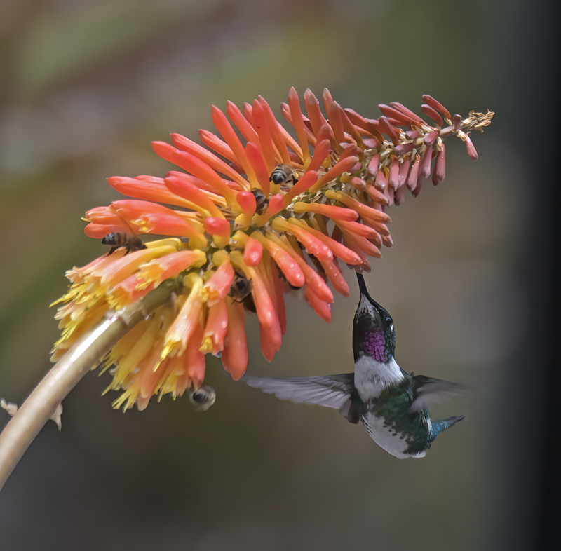 White-bellied_Woodstar_18_Ecuador_002