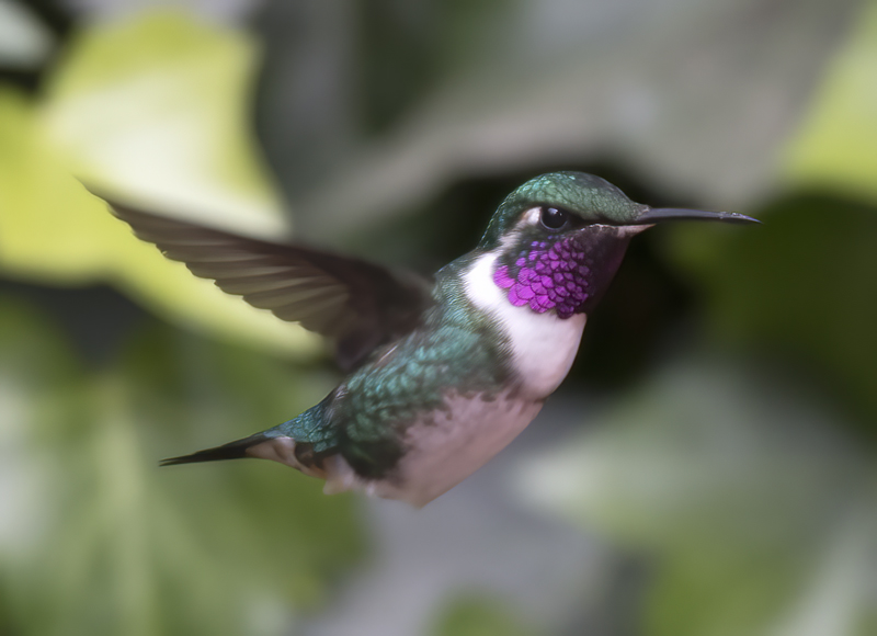 White-bellied_Woodstar_18_Ecuador_027
