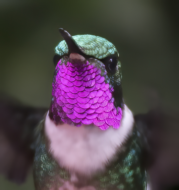 White-bellied_Woodstar_18_Ecuador_034