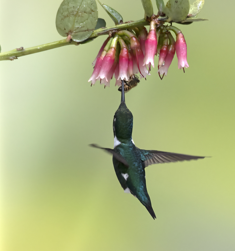 White-bellied_Woodstar_18_Ecuador_062