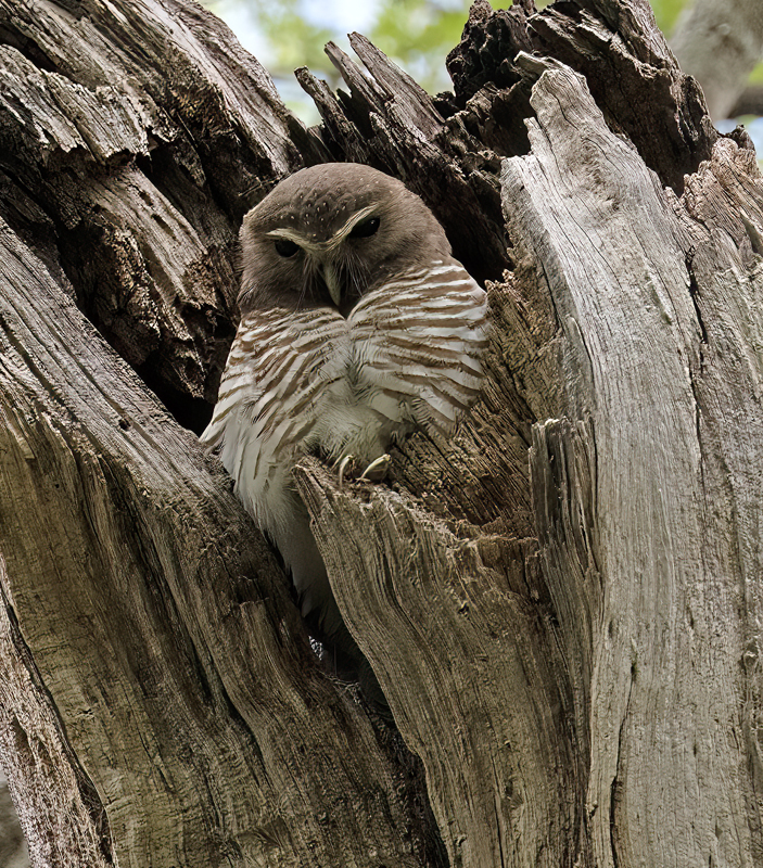 White-browed_Owl_24_Madagascar_019