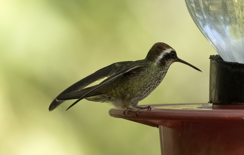 White-eared_Hummingbird_22_AZ_012