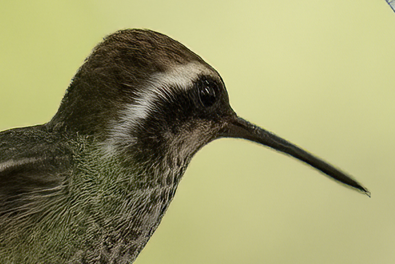 White-eared_Hummingbird_22_AZ_012a