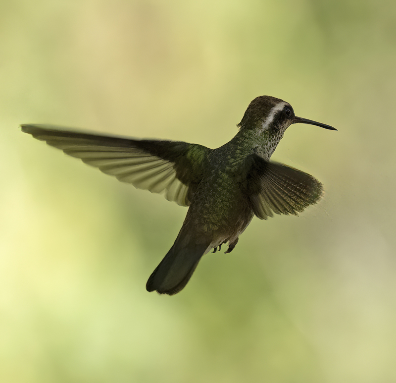 White-eared_Hummingbird_22_AZ_019