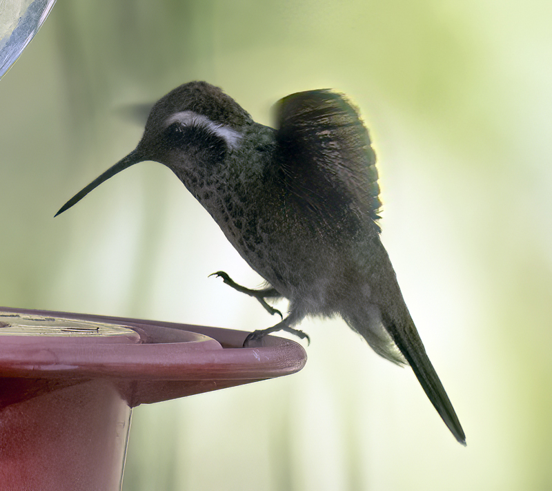 White-eared_Hummingbird_22_AZ_025