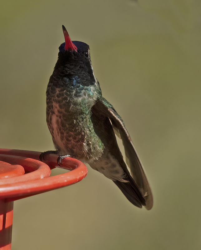 White-eared_Hummingbird_22_AZ_049
