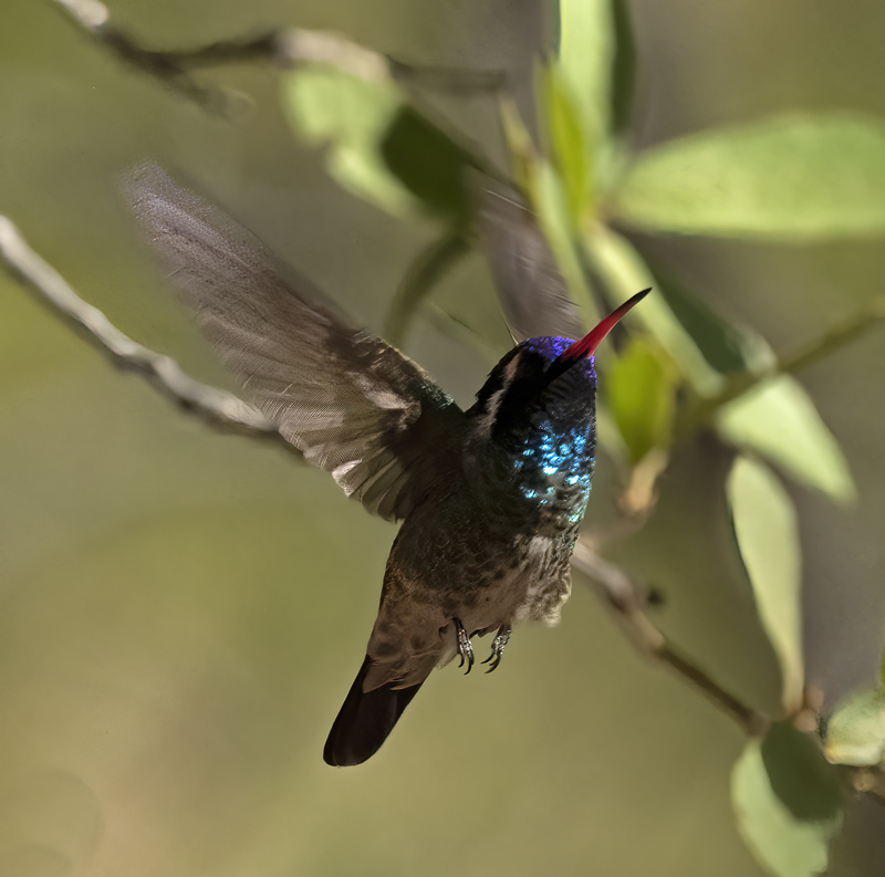 White-eared_Hummingbird_22_AZ_050