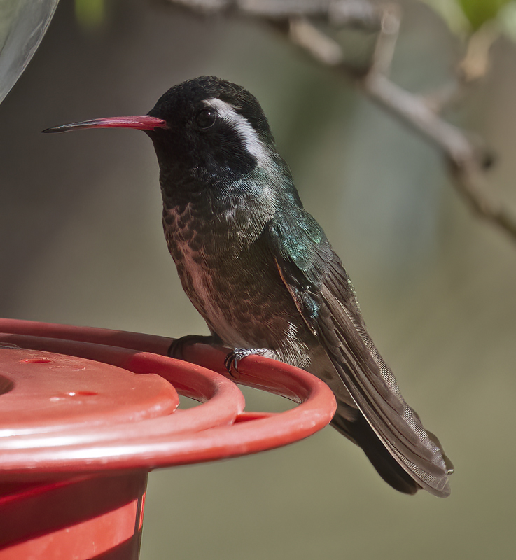 White-eared_Hummingbird_22_AZ_066