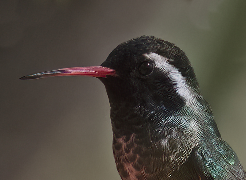 White-eared_Hummingbird_22_AZ_066a