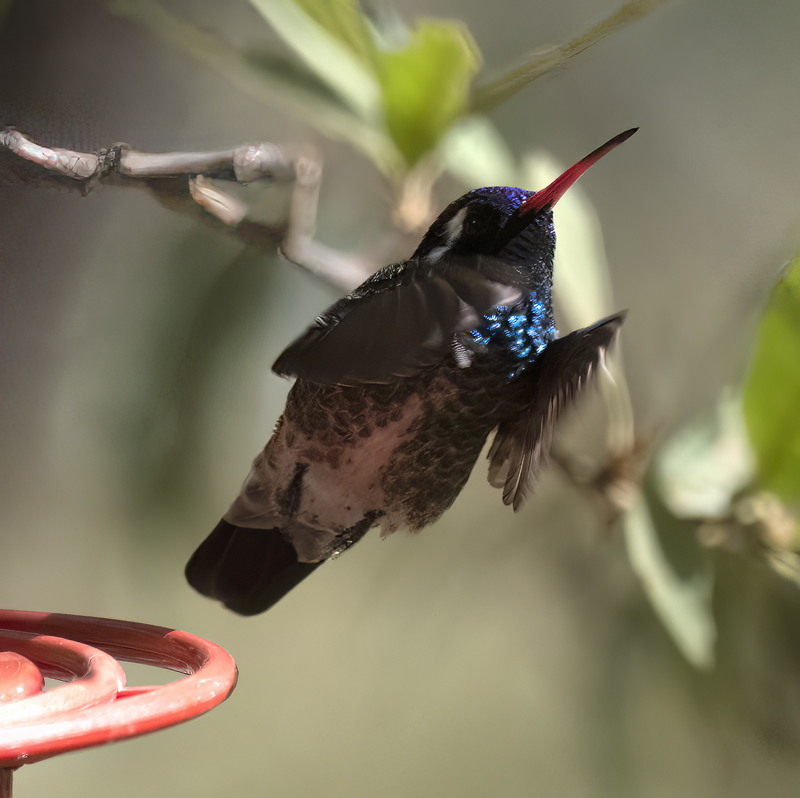 White-eared_Hummingbird_22_AZ_071