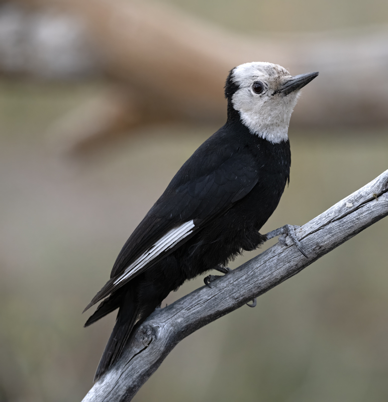 White-headed_Woodpecker_23_OR_C_207
