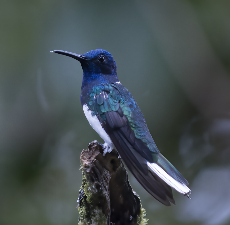 White-necked_Jacobin_18_Ecuador_015
