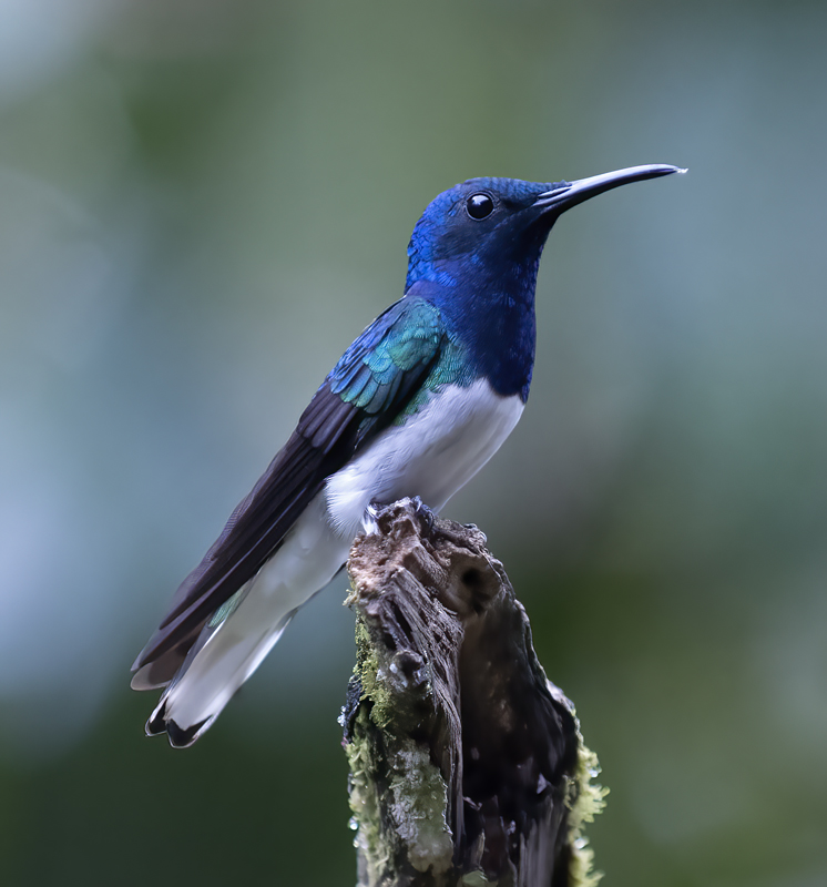 White-necked_Jacobin_18_Ecuador_018