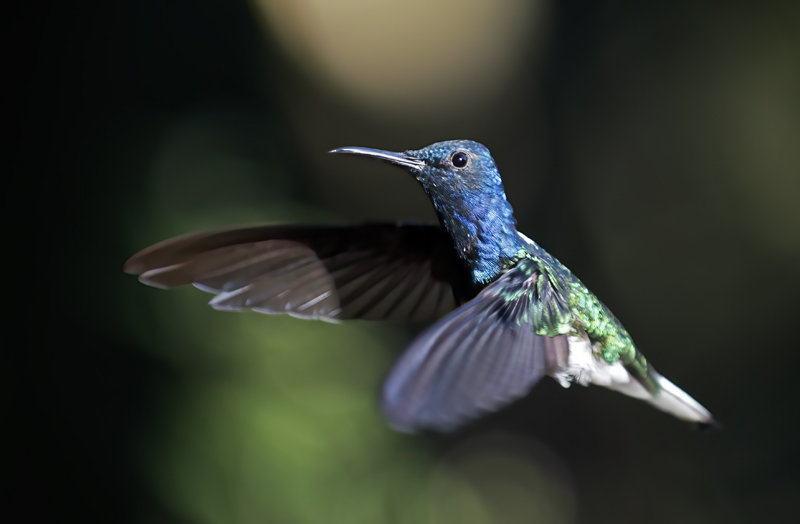 White-necked_Jacobin_18_Ecuador_030