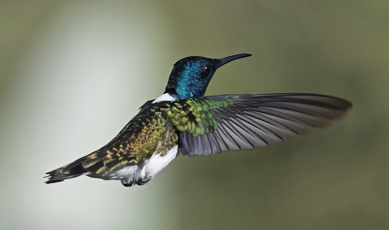 White-necked_Jacobin_18_Ecuador_031
