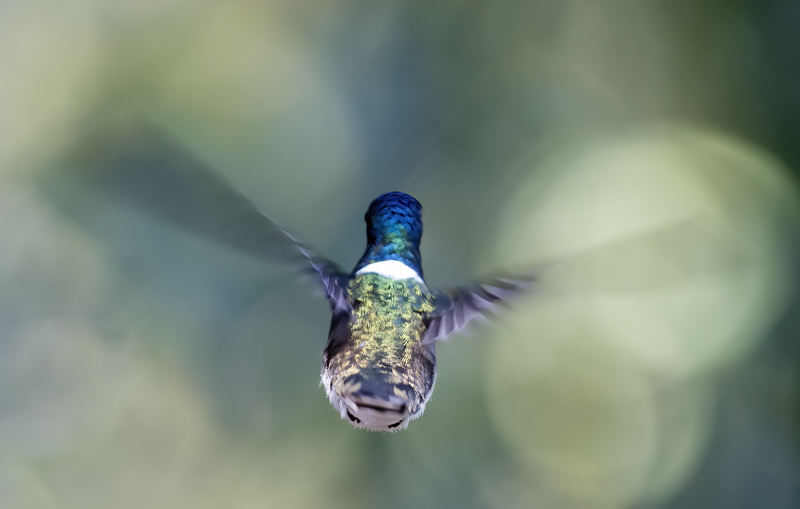 White-necked_Jacobin_18_Ecuador_035