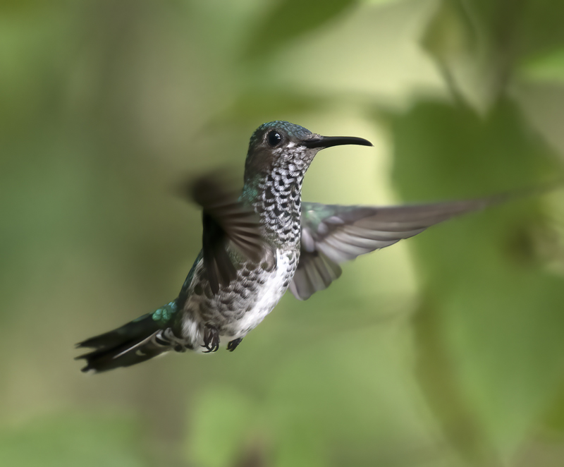 White-necked_Jacobin_18_Ecuador_055