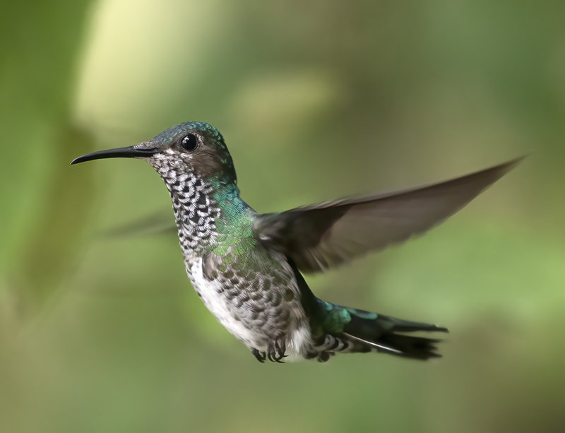 White-necked_Jacobin_18_Ecuador_060