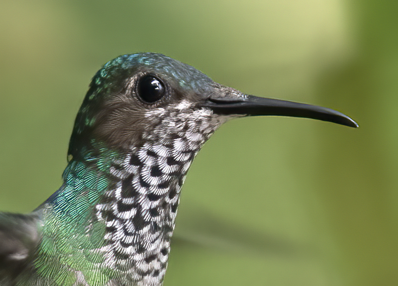 White-necked_Jacobin_18_Ecuador_060a