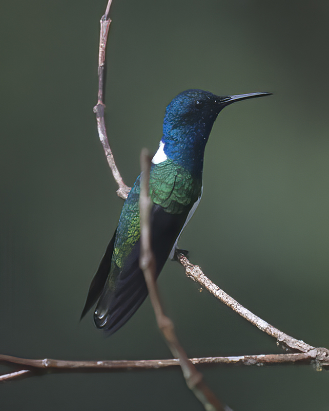 White-necked_Jacobin_18_Ecuador_063