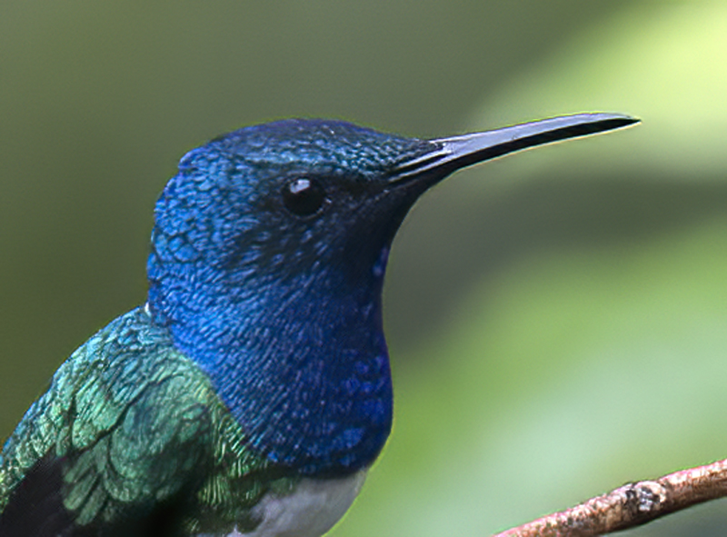 White-necked_Jacobin_18_Ecuador_064