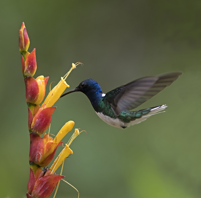 White-necked_Jacobin_18_Ecuador_091