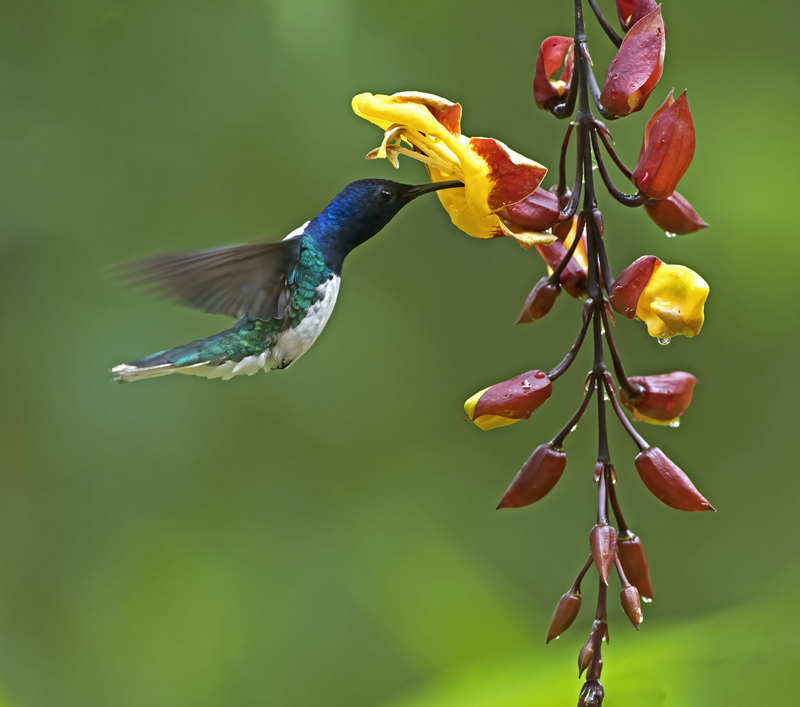 White-necked_Jacobin_18_Ecuador_096