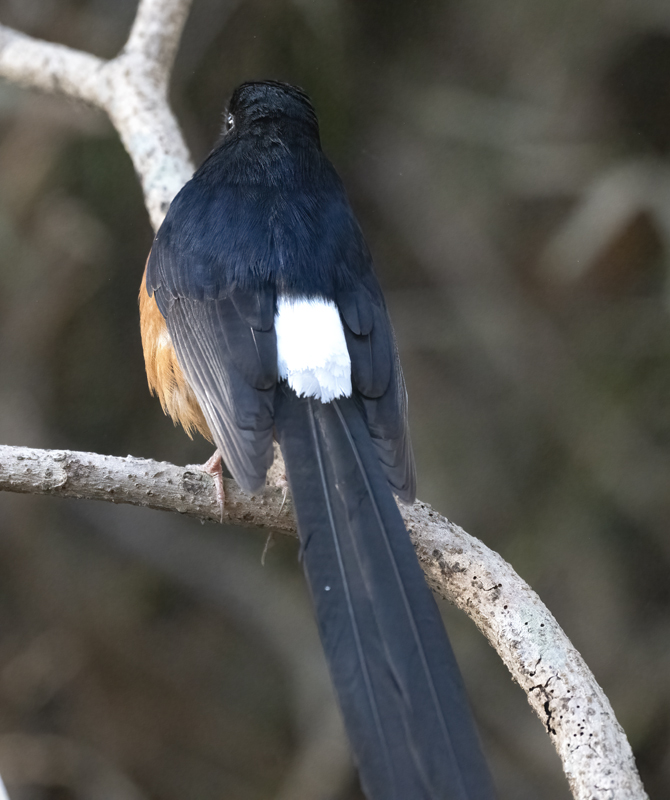 White-rumped_Shama_25_India_002