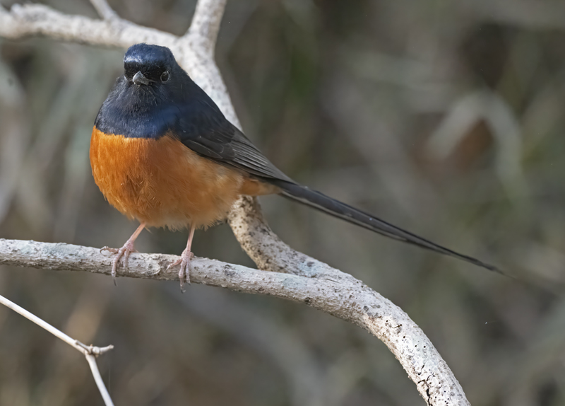 White-rumped_Shama_25_India_009
